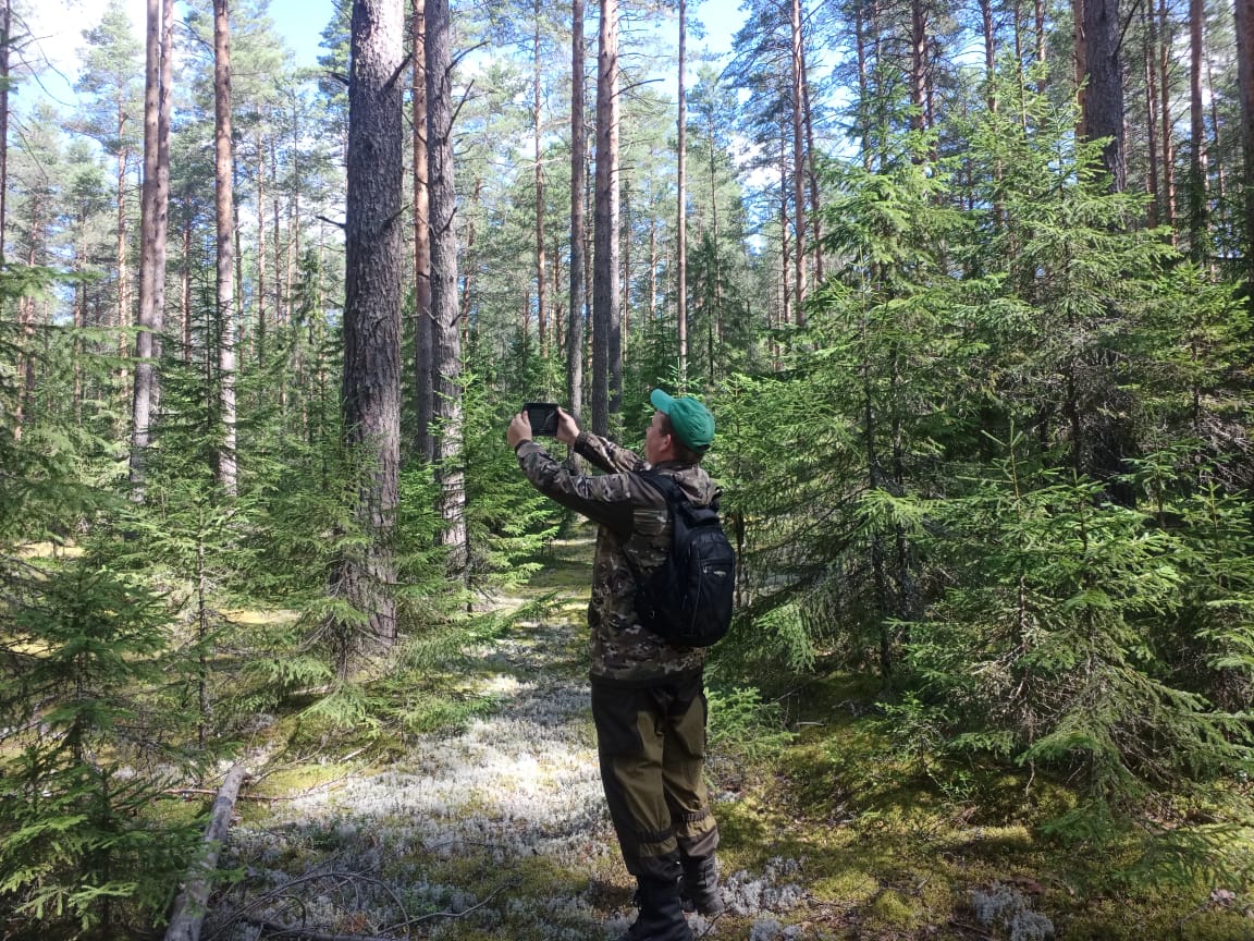 В лесах Вологодской области выявлены новые очаги стволовых вредителей